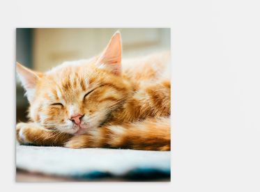 Ihr Foto auf einer Forex™ Hartschaumplatte im quadratischen Format 20x20 cm selbst gestalten